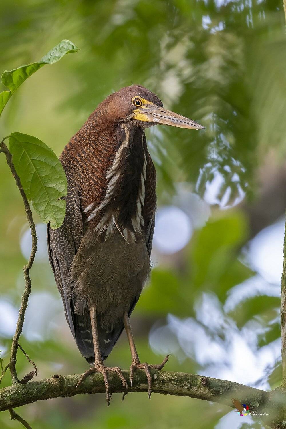 , Fernando Burgalin Sequeira