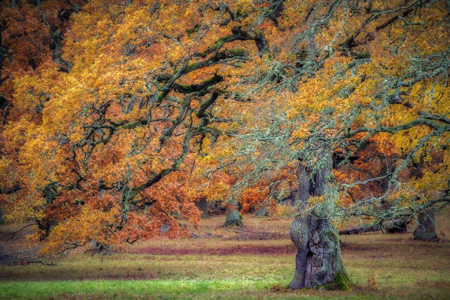 autumn, Autumn Colors, autumn colours, branches, Colorful, Colors, fall, Fall colors, fall colours, Fall Trees, foliage, Grass, Horse, Horses, Leachen, leaf, Ludwig Riml  Photography, Ludwig Riml Natural Light Photography, Meadow, moss, nature, Oak, oak l, Ludwig Riml