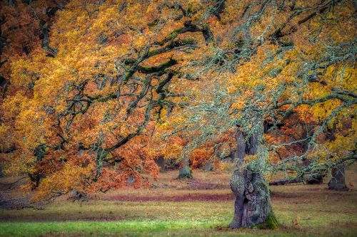 autumn, Autumn Colors, autumn colours, branches, Colorful, Colors, fall, Fall colors, fall colours, Fall Trees, foliage, Grass, Horse, Horses, Leachen, leaf, Ludwig Riml  Photography, Ludwig Riml Natural Light Photography, Meadow, moss, nature, Oak, oak l
