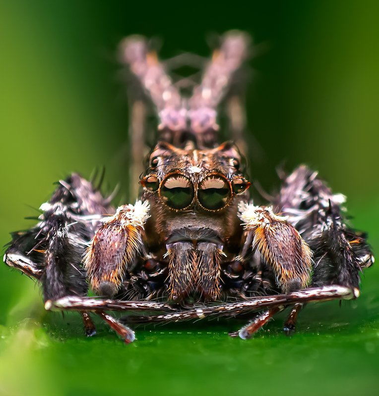 macro wildlife closeup insects Portrait of Portia sp. фото превью