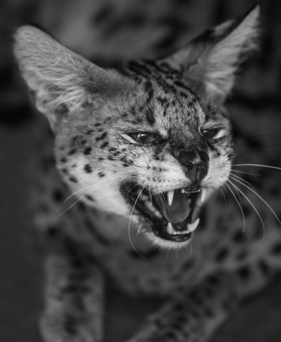 Сервалы в Минском зоопарке