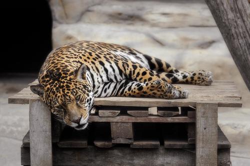 Ленивые ягуары из Минского зоопарка