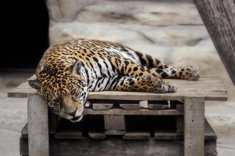 cat,wild, wildanimal, wildanimals, wildlife, wildlifephotography, wild_animal, wildanimalphotography, кот, беларусь,минский зоопарк,ягуар ,minsk zoo, belarus,jaguar Ленивые ягуары из Минского зоопарка фото превью