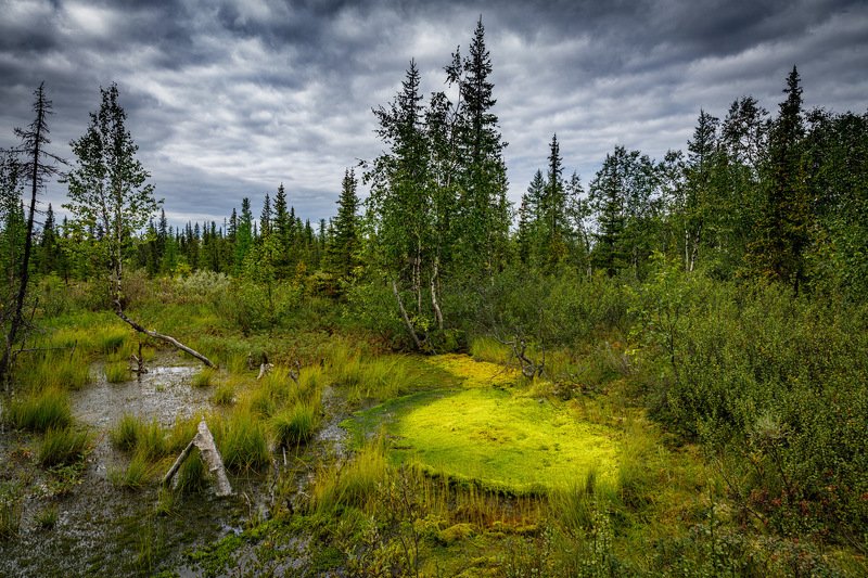 Болото фото превью