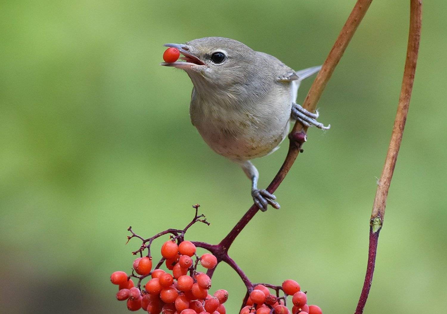 славка,бузина,бор,трапеза, Иван
