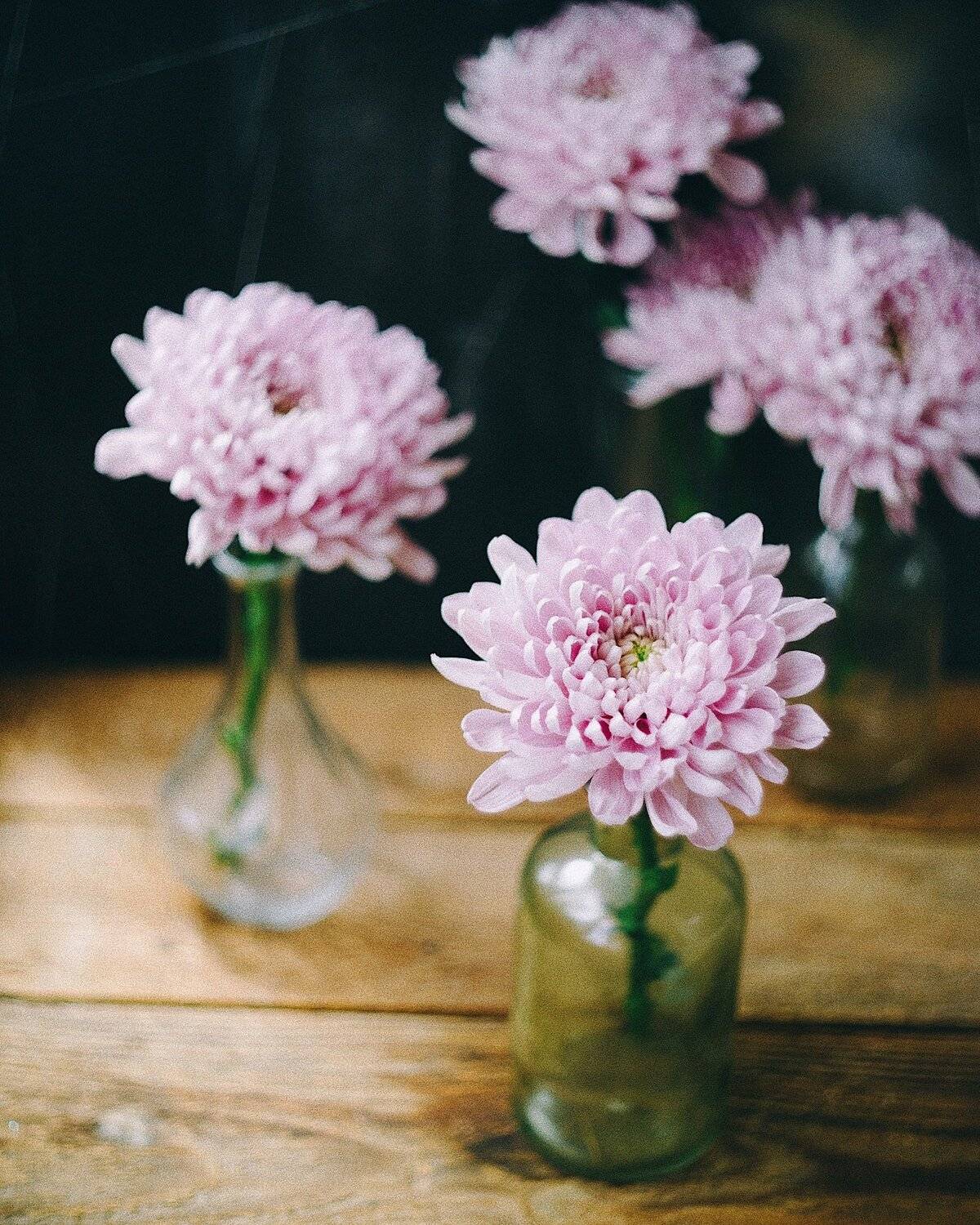 натюрморт, лето, хризантемы, цвет, Анастасия Зубкова