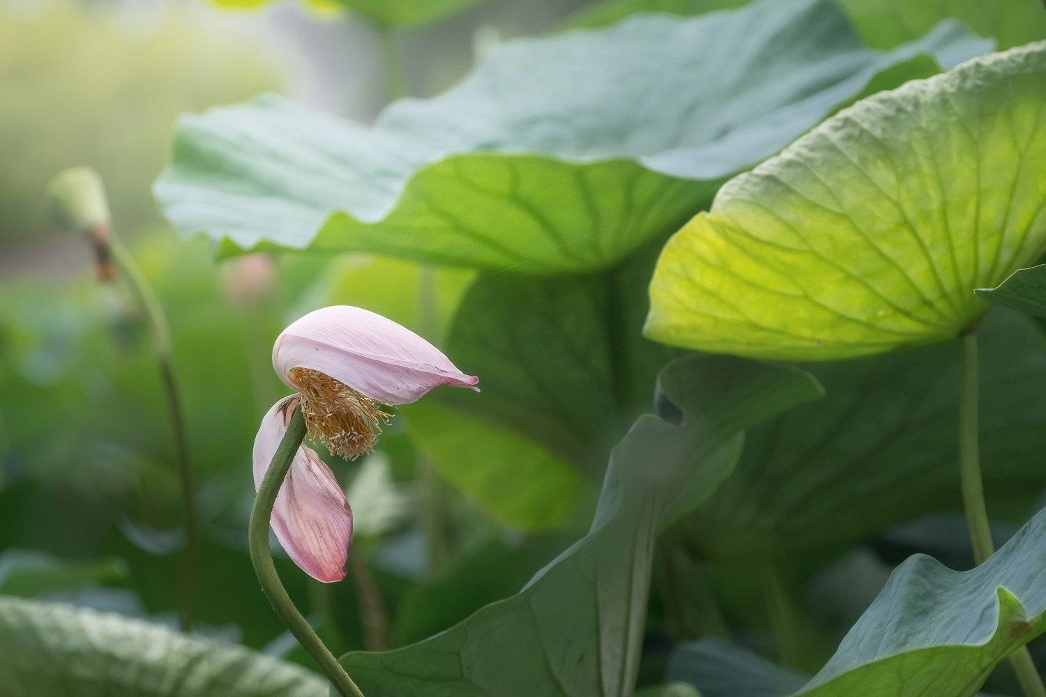 , Шинкарева Елена