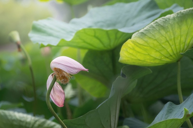 *** фото превью