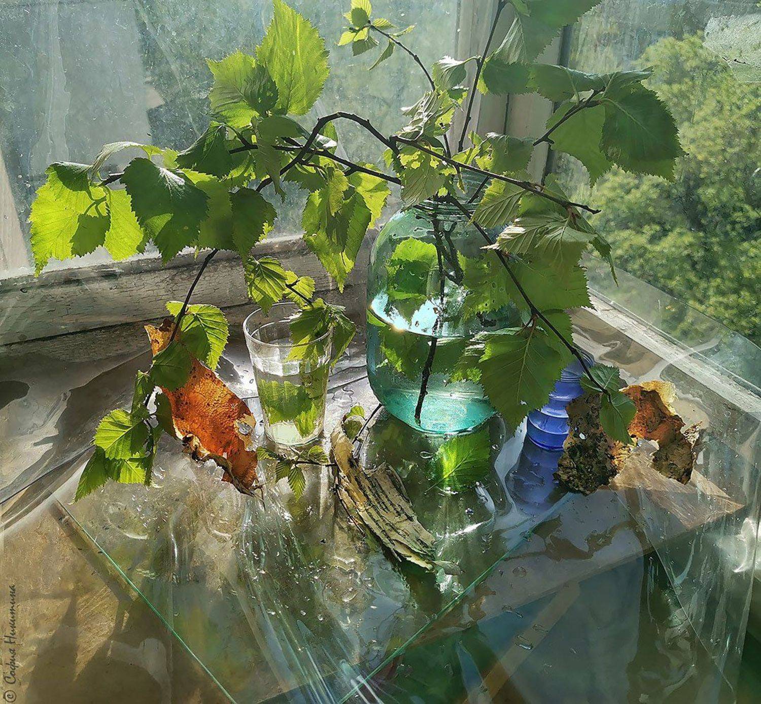 берёза берёзовые листья, София Никитина