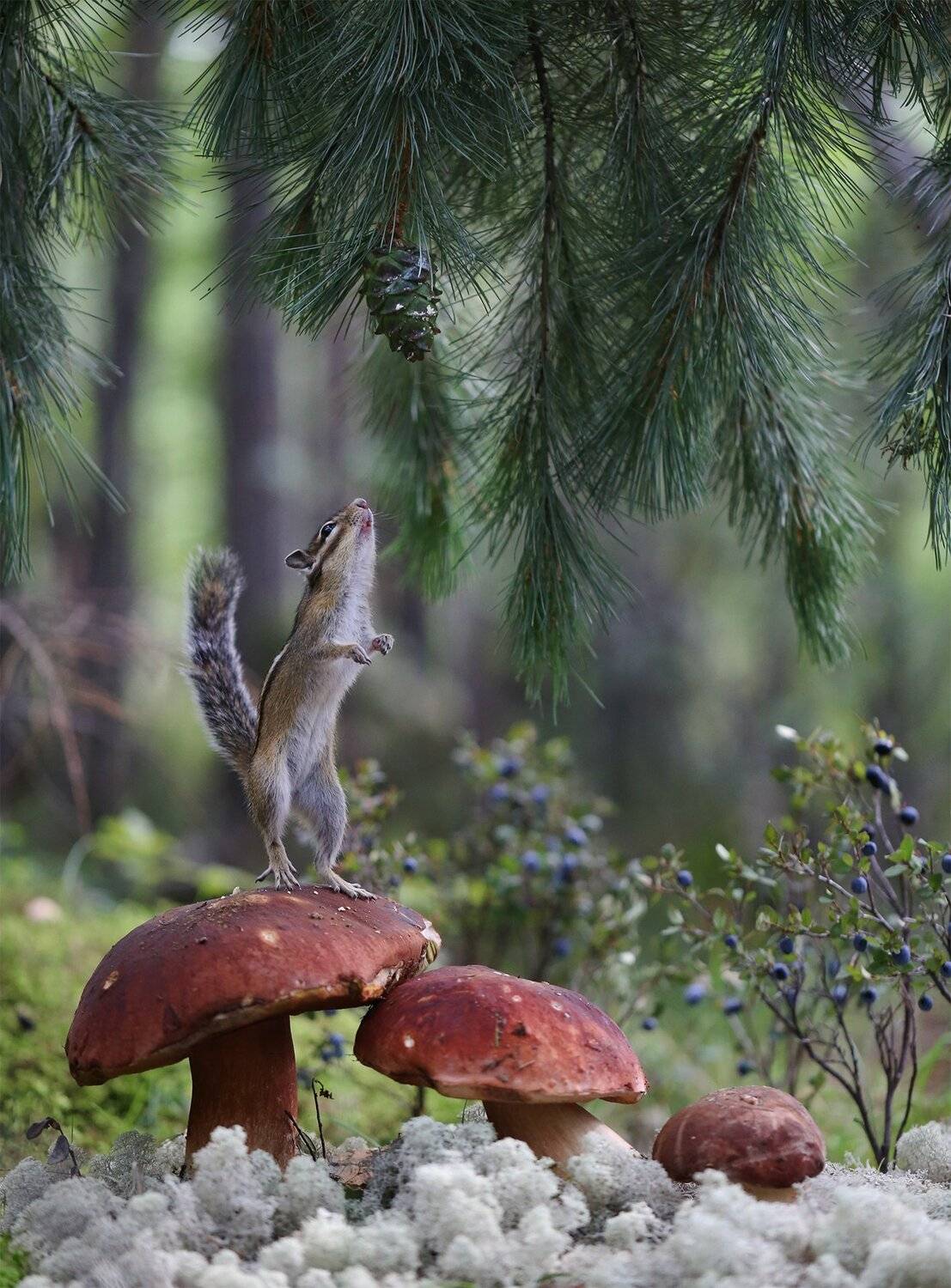 нерюнгри, бурундук, якутия, дикие_животные, Евгения Левина