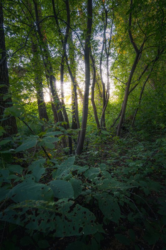 trees, forest, sun Wonderland фото превью