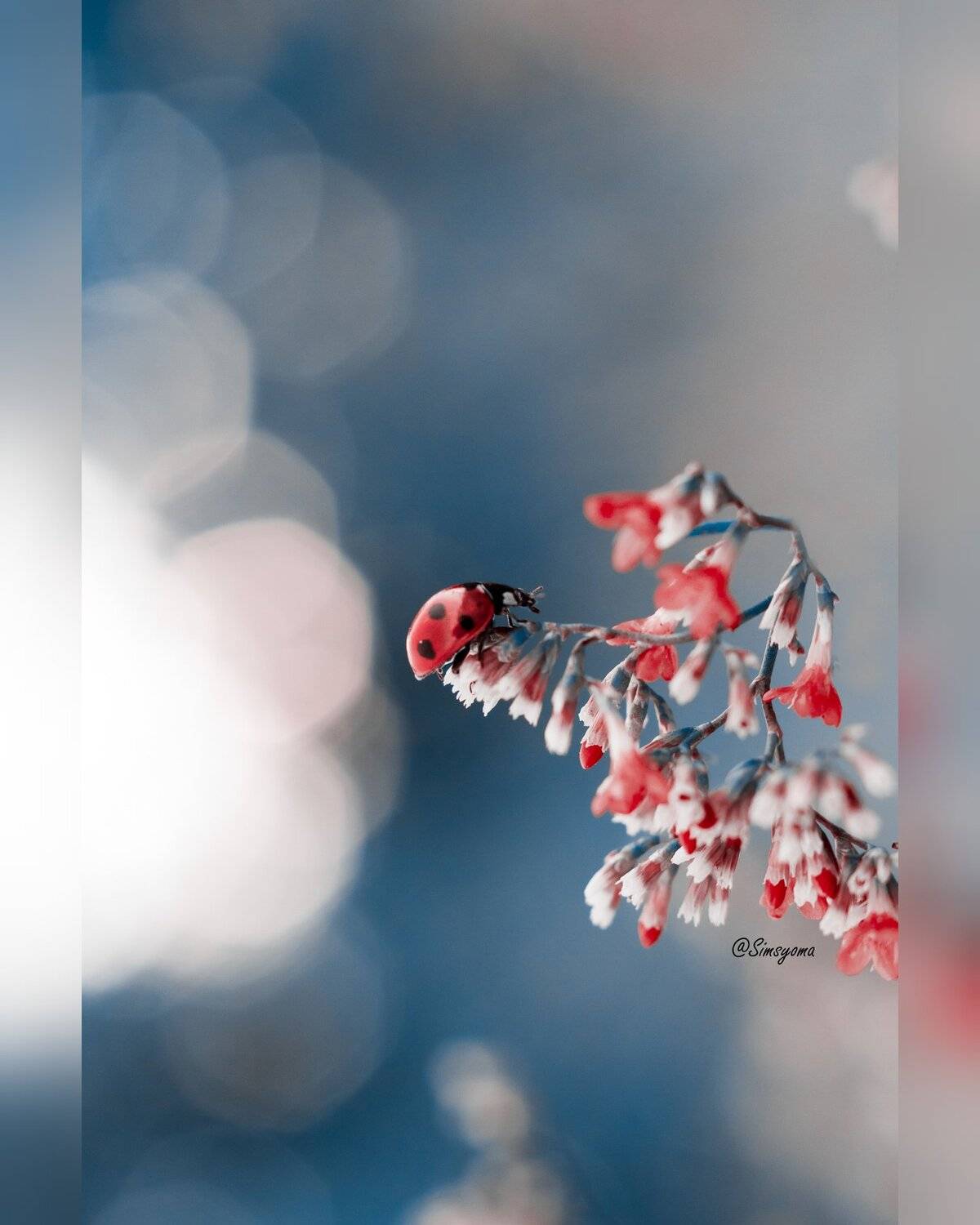 макро, природа, nature, macro, насекомые, insect, ladybug, божьякоровка, Юлия Хворостяная