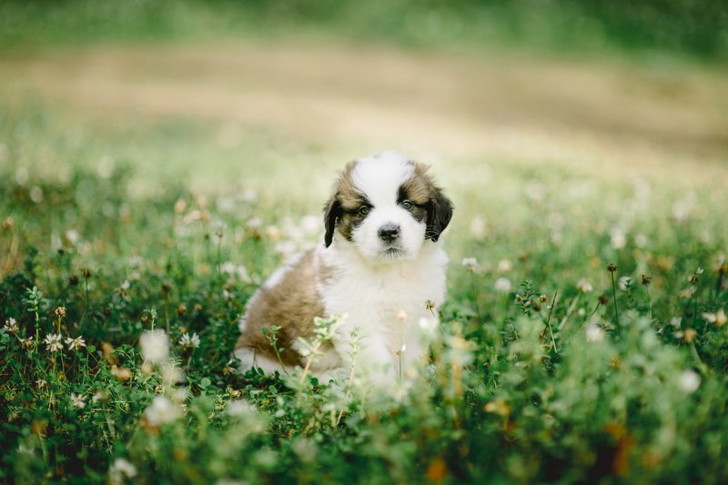 Декстер фото превью