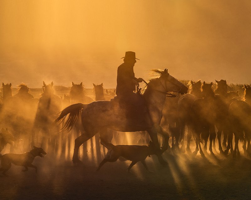 cappadocia, horse  фото превью