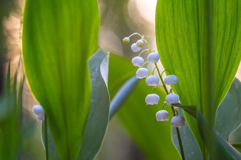 цветы, природа, лес, ландыши, весна  фото превью
