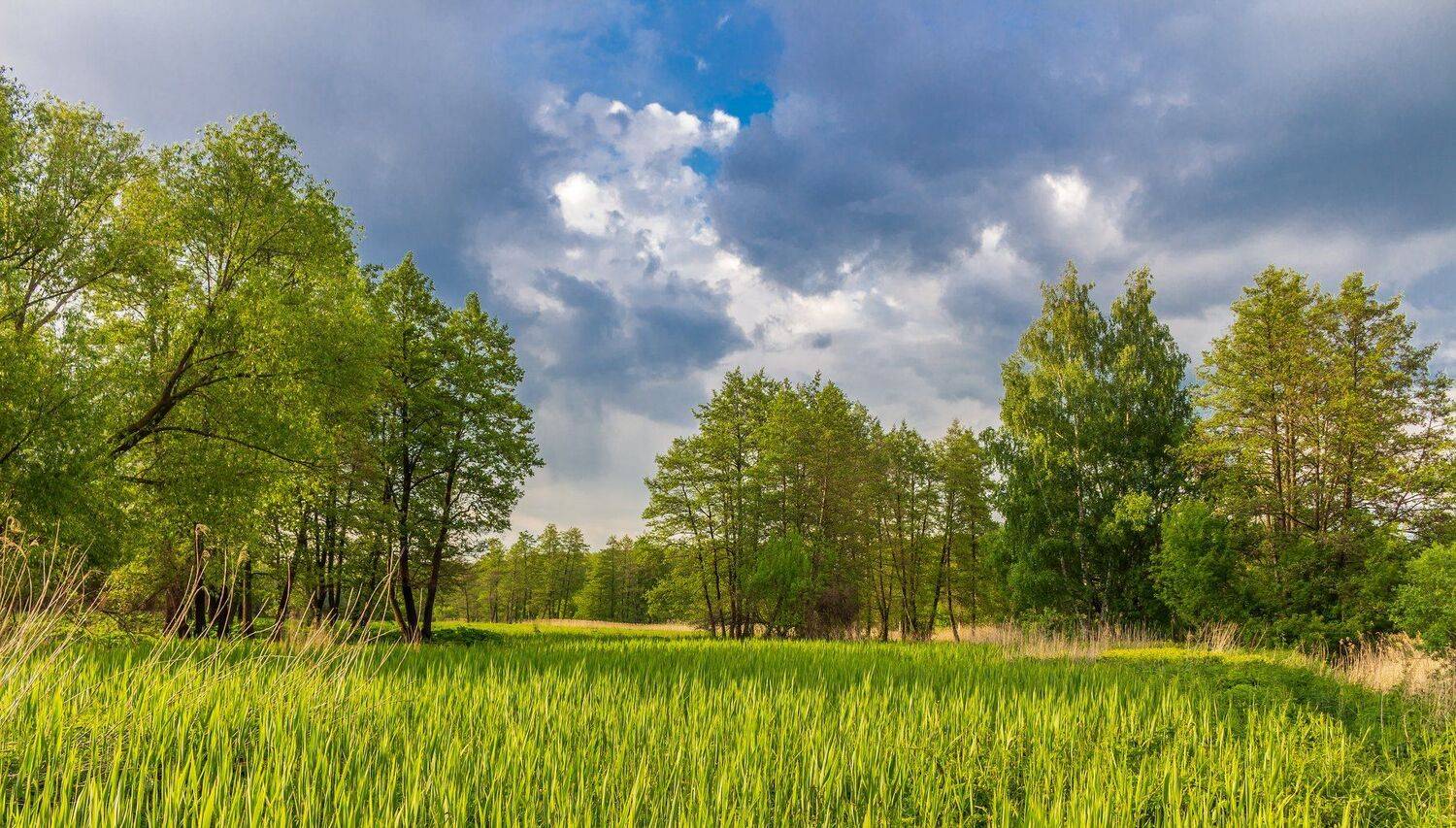 лес, деревья, природа, облака, вечер, лето, Руслан Востриков