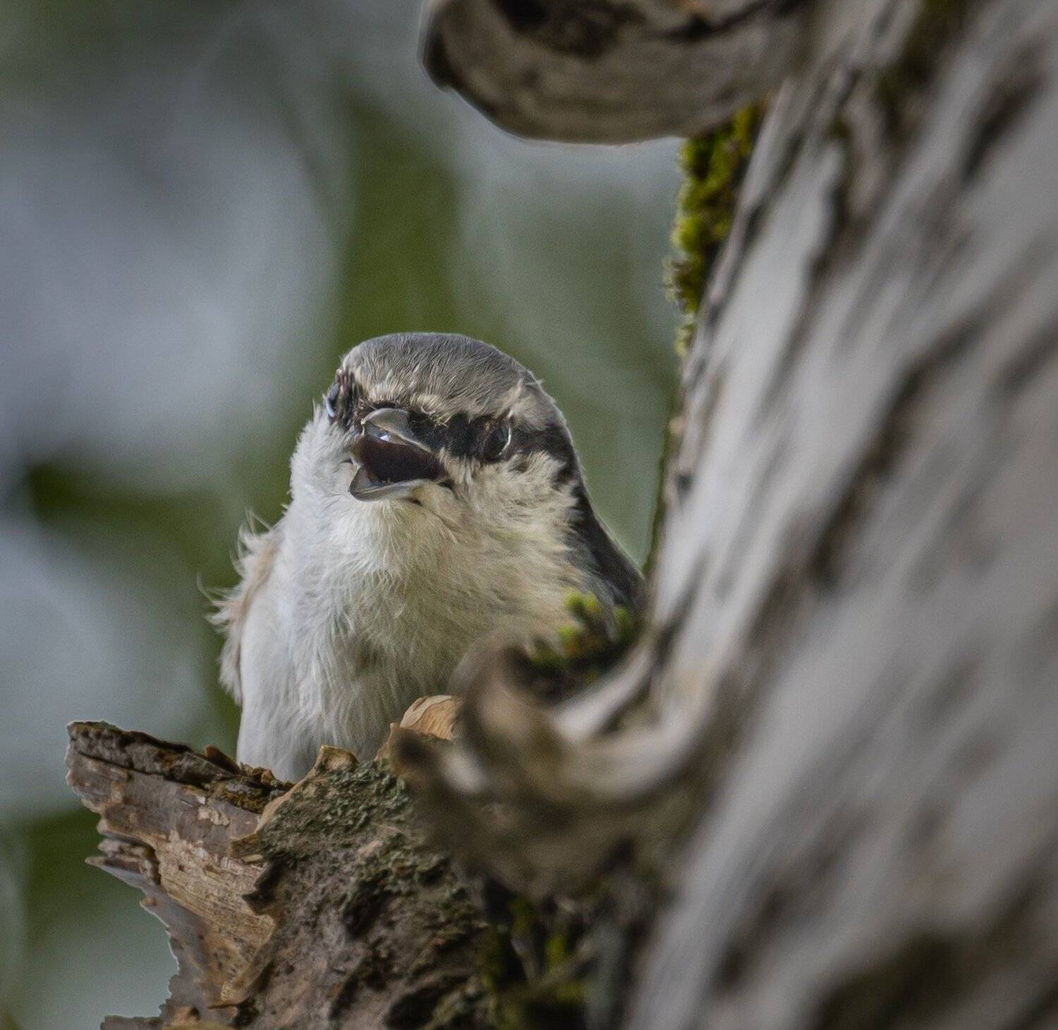 , Курлянцев Алексей