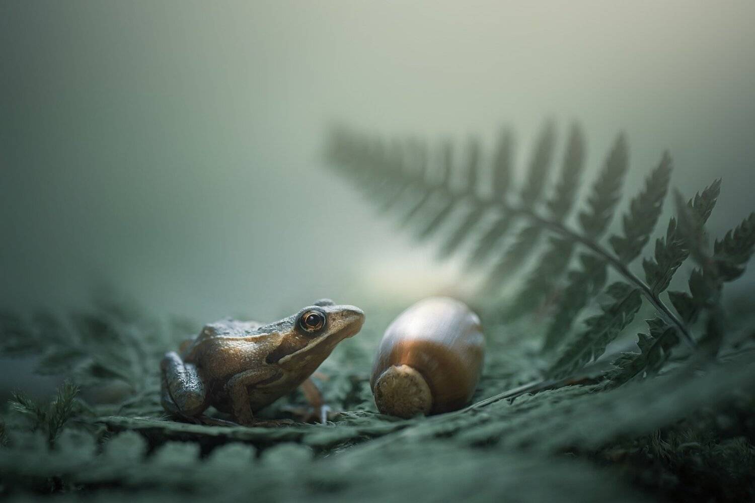 , Лапшина Владлена