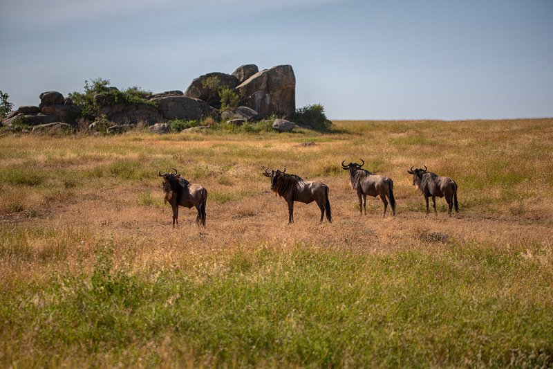 Д’Артаньян и три мушкетёра фото превью