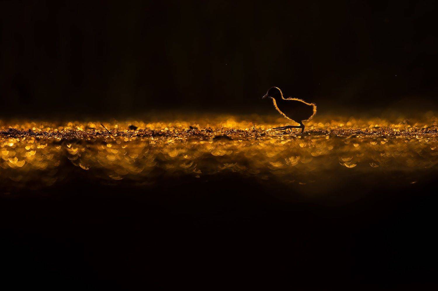 , Łukasz Sok&oacute;ł