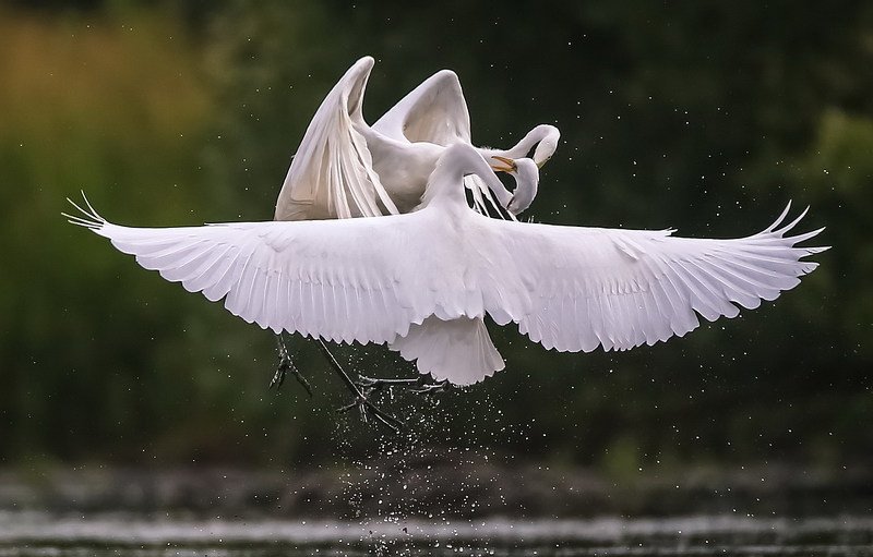 Интриги... фото превью