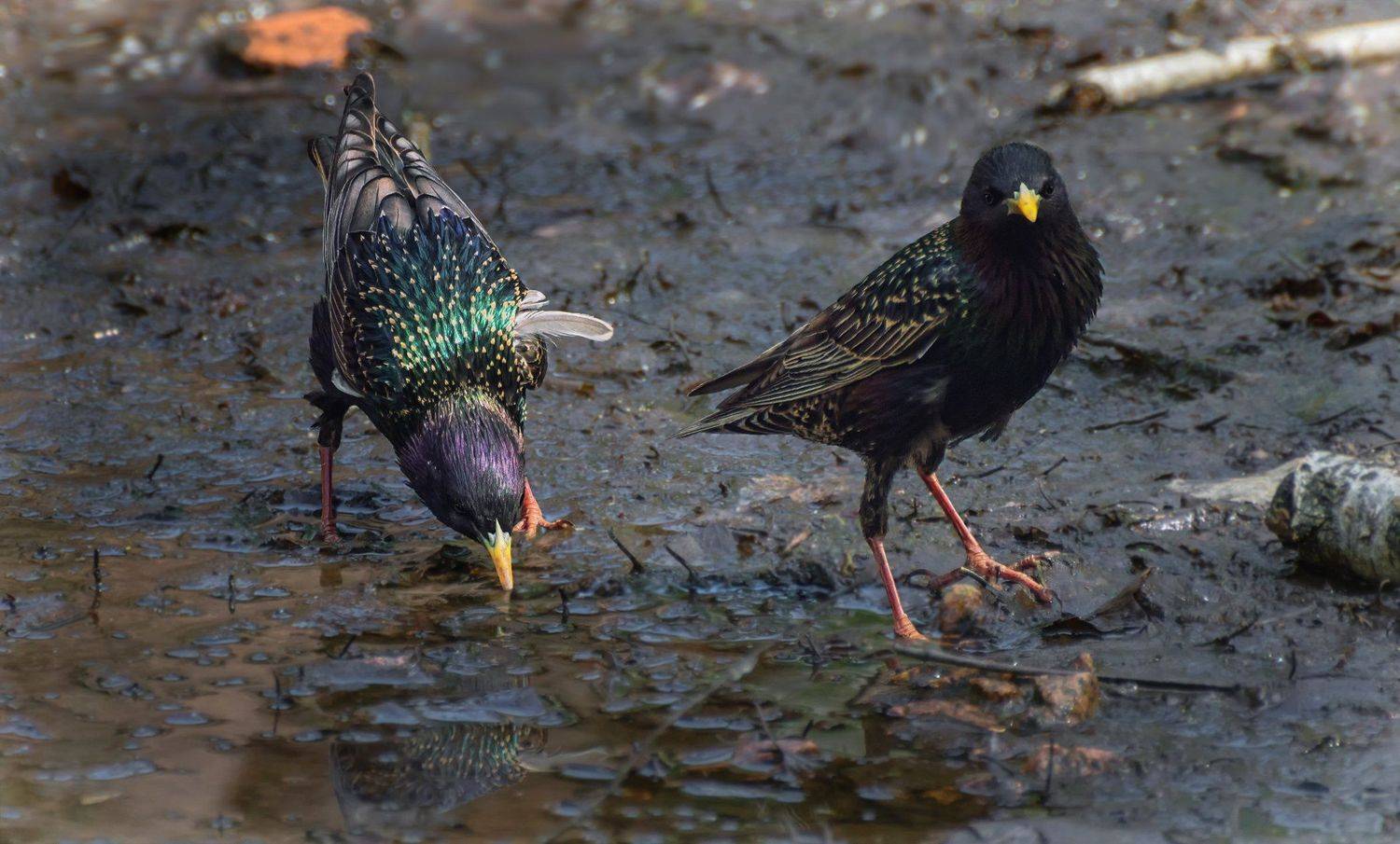 птица, скворец, водопой,, Марина Мочалова