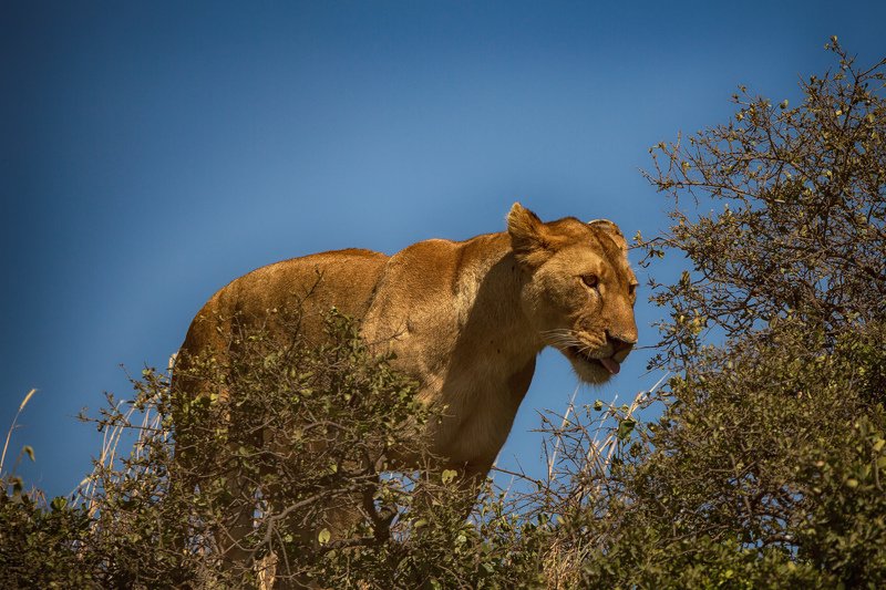 Смотрящий фото превью