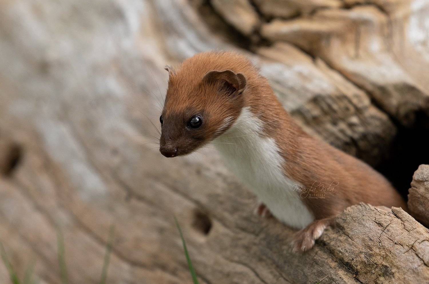weasel, animals, nature, wildlife, canob, MARIA KULA