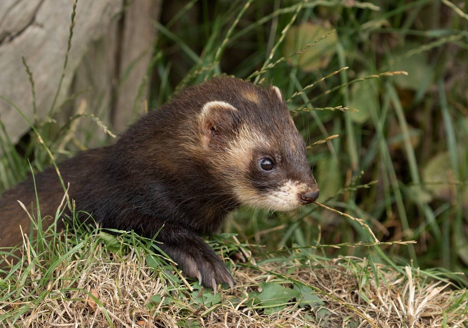 polecat, animals, nature, wildlife, canon, MARIA KULA