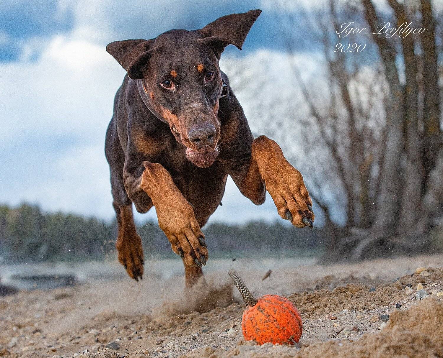 , игорь перфильев