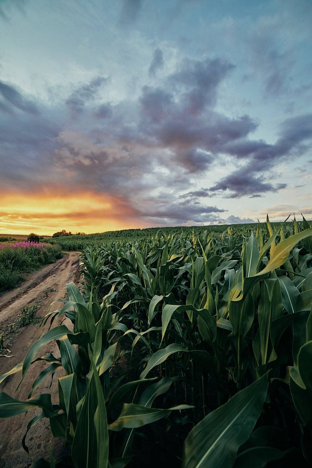 , Александр Фанковин