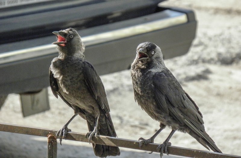 Дуэт фото превью