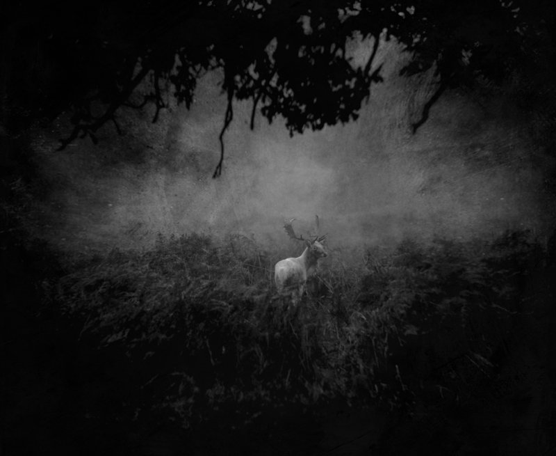 The last Albino... фото превью