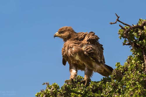 Африканский каменный орел.