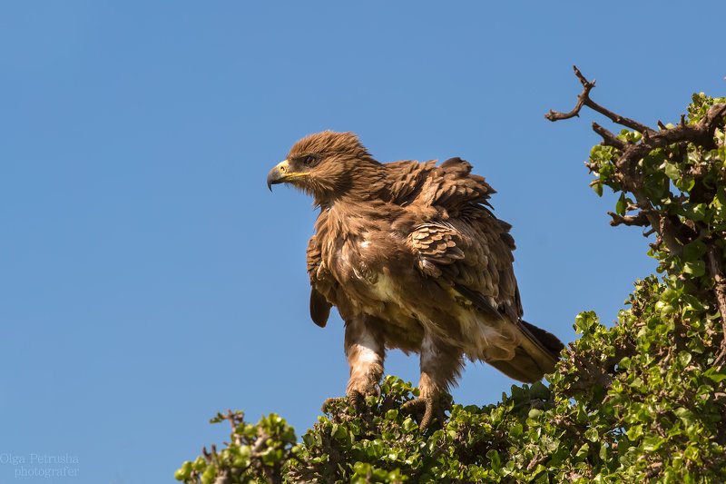 птица, орел, африканский_орел, хищник, небо, дерево, полет Африканский каменный орел. фото превью