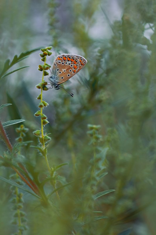 бабочка,крылья,свет,трава,блик,природа *** фото превью