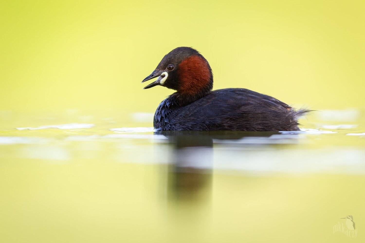 , Marcin Kaczmarkiewicz