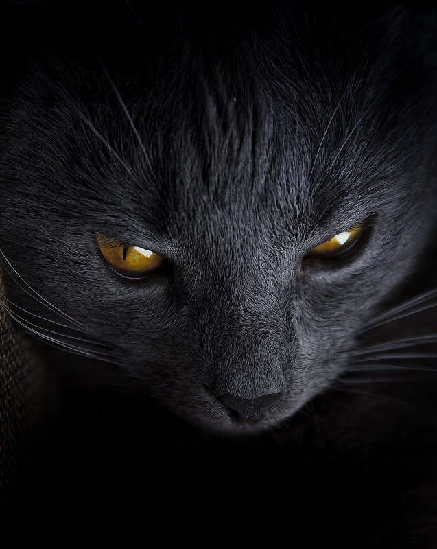 В каждом коте живет маленький демон. Ну это как свет поставить  фото превью