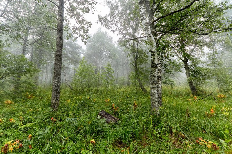 южный урал,оренбургская область, орск, новотроицк,башкирия, башкиртостан Лес и Туман фото превью