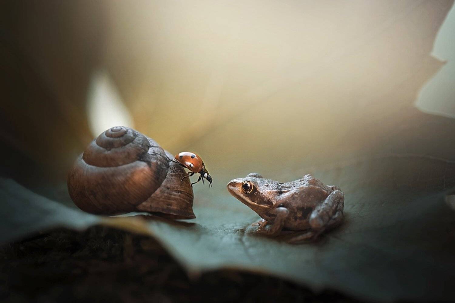 , Лапшина Владлена