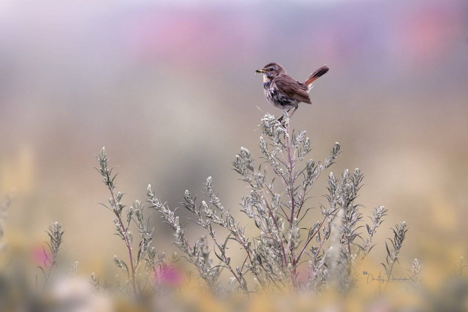 природа, лес, поля, огороды, животные, птицы, макро, Дмитрий Посевич