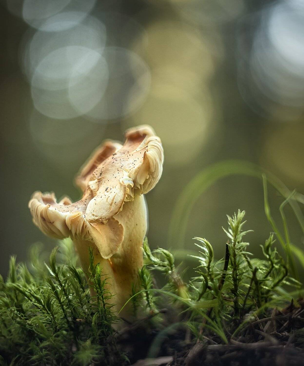 , Николай Андреев