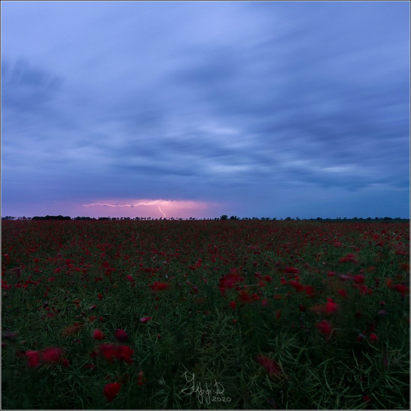 молния, гроза, маковое поле Гроза над маковым полем фото превью