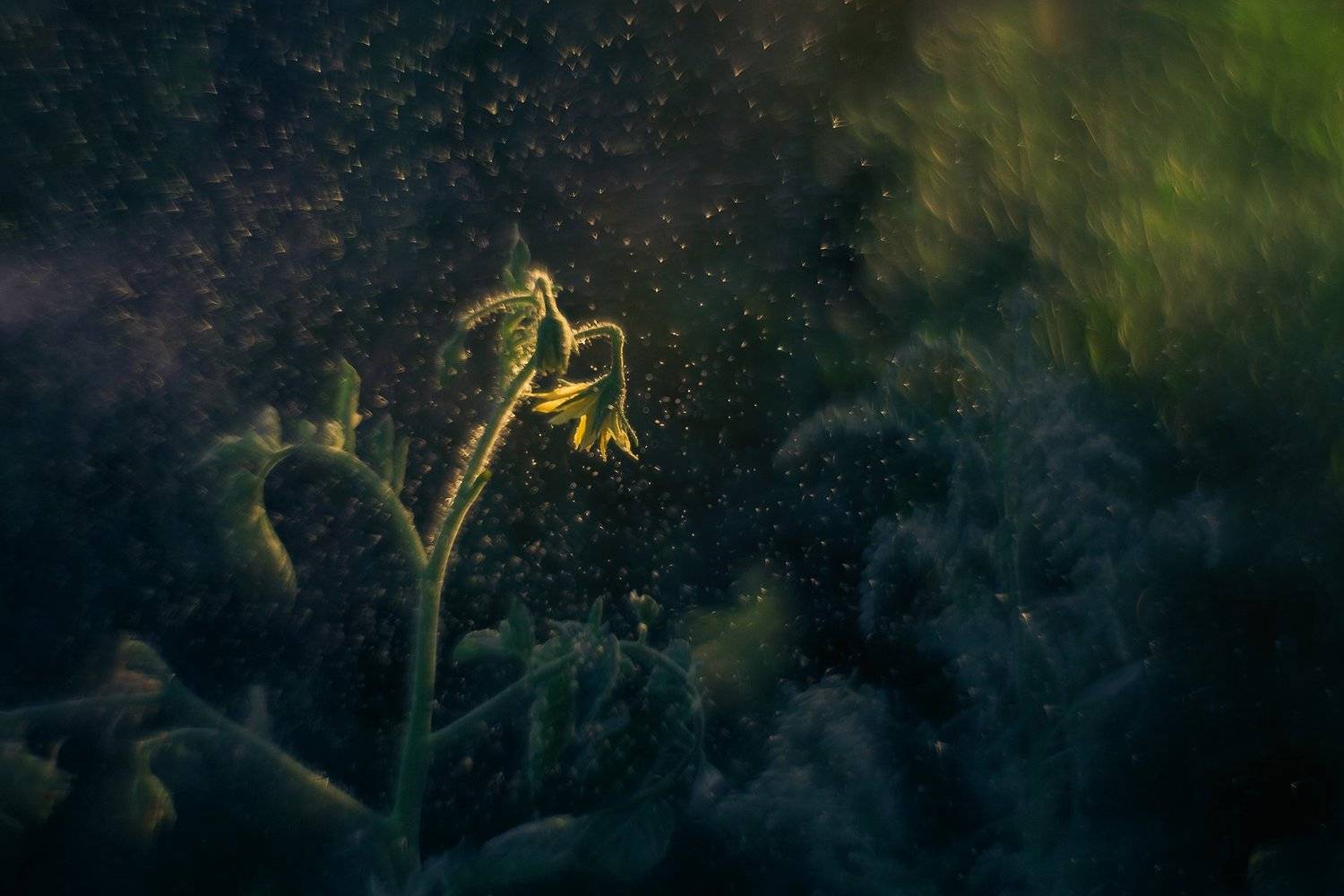 , Инна Сухова