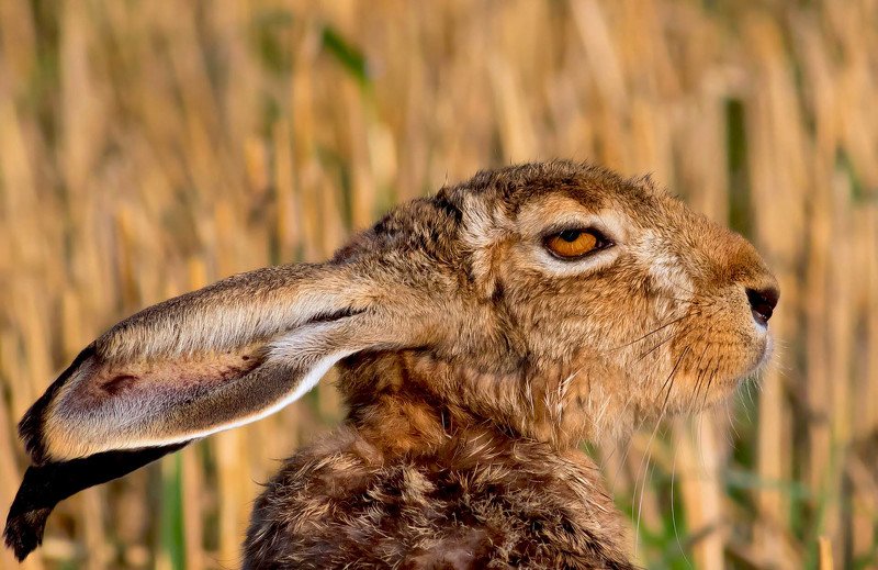 ,...,..,, фото превью