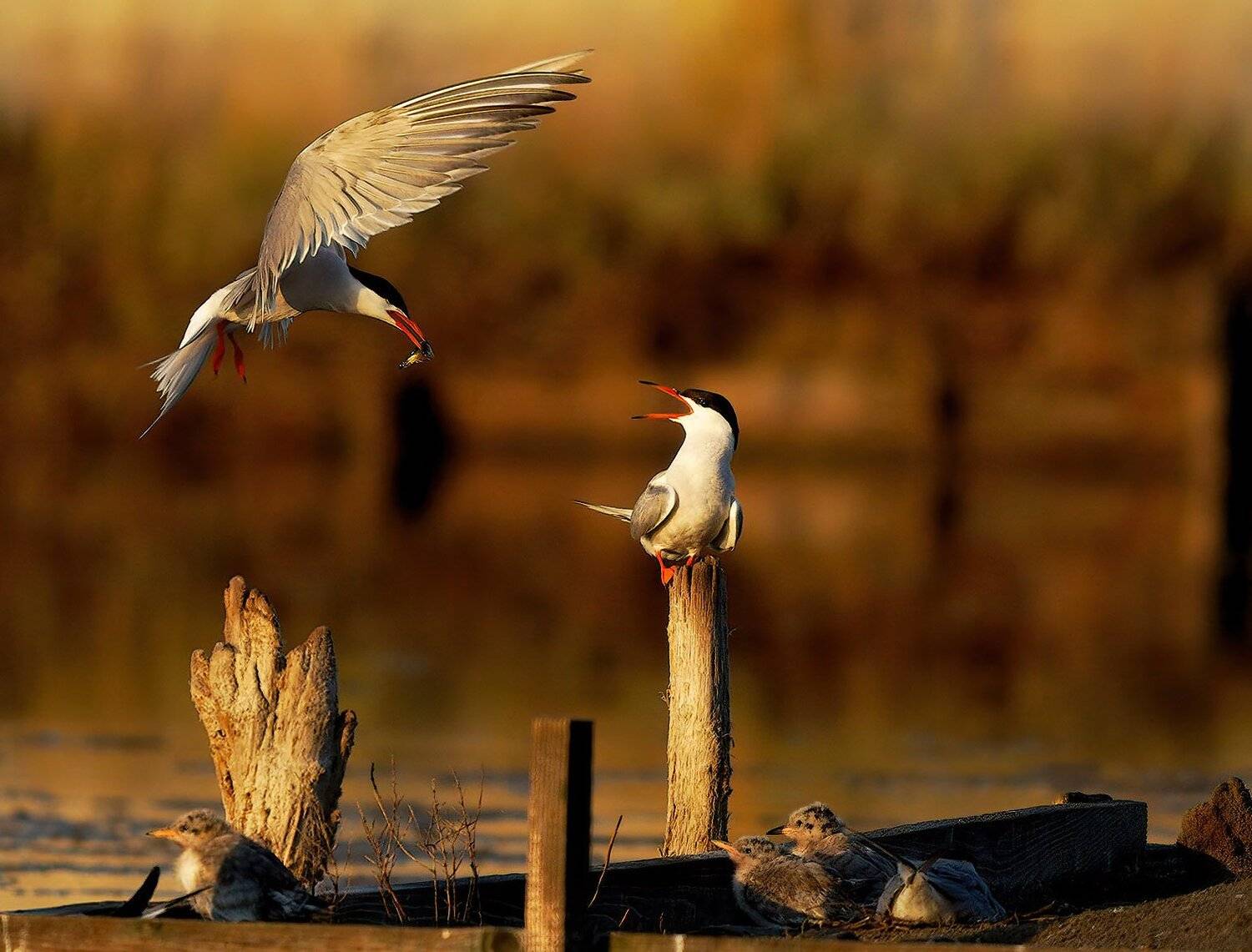 , Красимир Георгиев