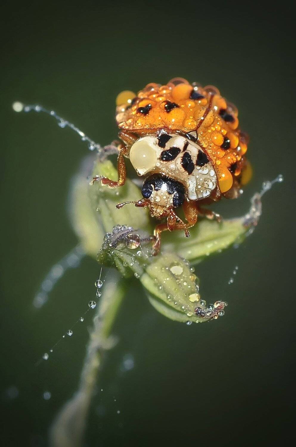 жук,капельки,роса,насекомое,оранжевый, Владимир Володин