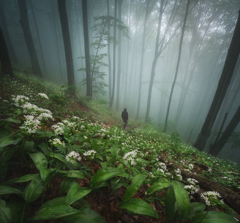 Lost in the mist фото превью