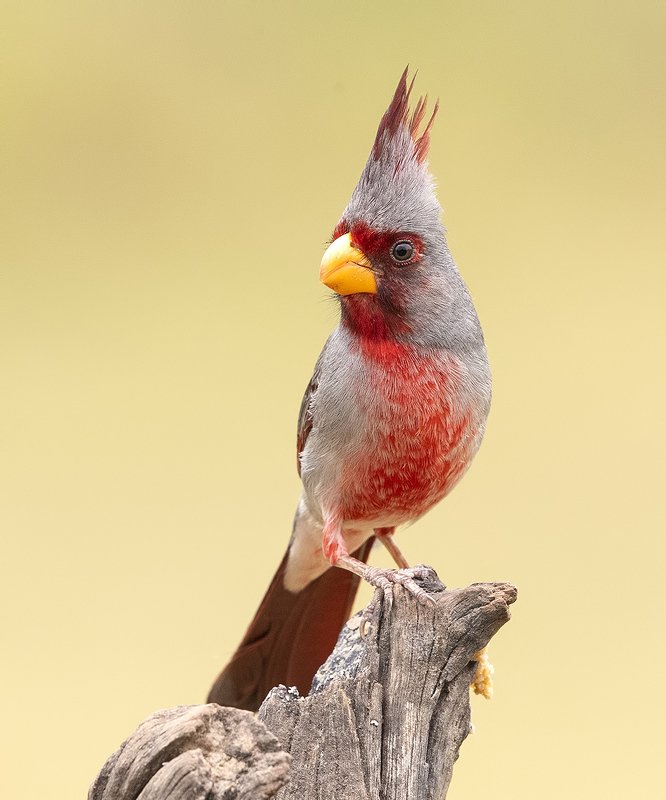 pyrrhuloxia, пустынный кардинал, кардинал, tx, texas,cardinal Pyrrhuloxia male - Пустынный  кардинал фото превью