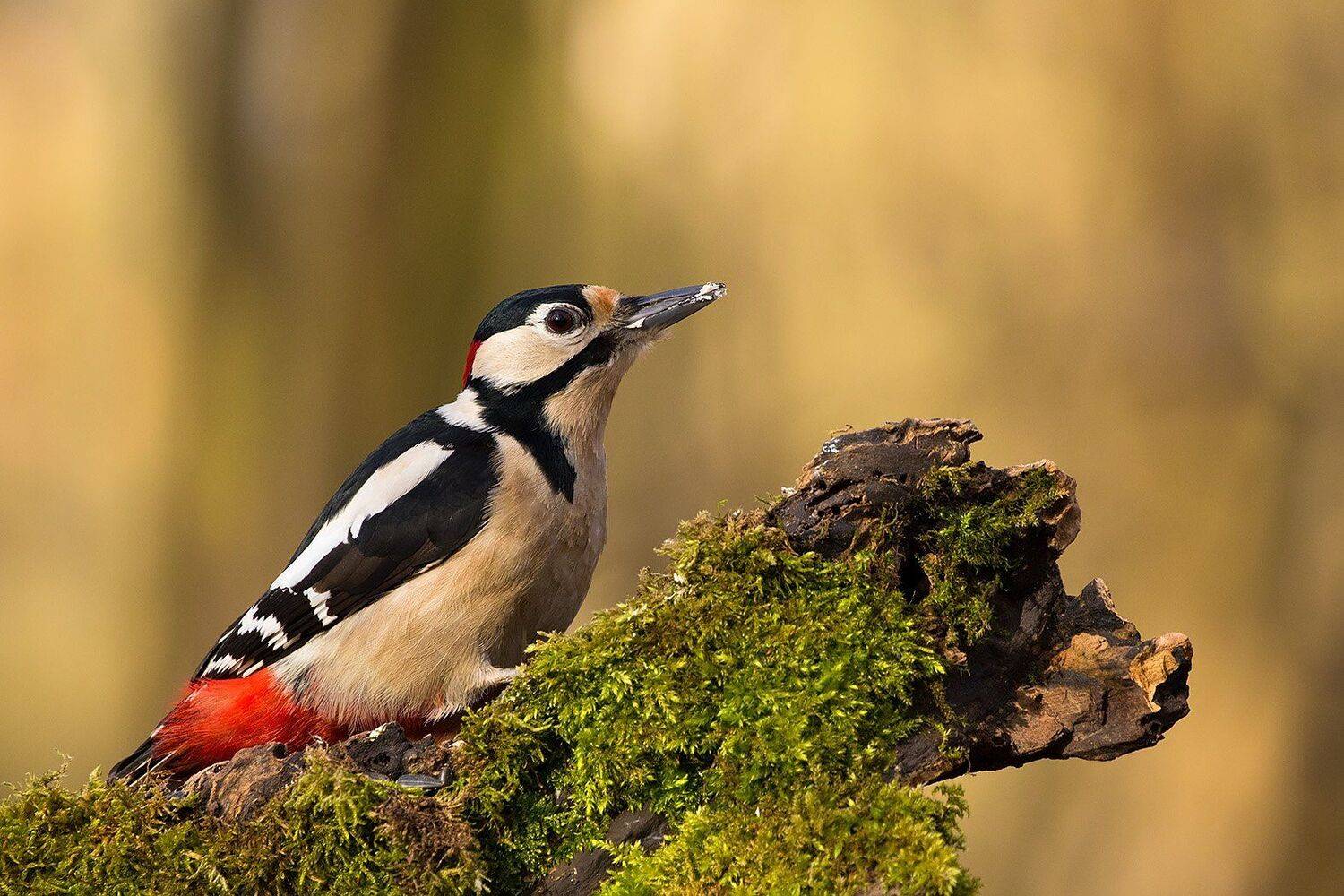 , Robert Adamec